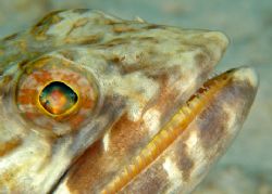 Lizardfish. D70, 105 macro. by David Heidemann 